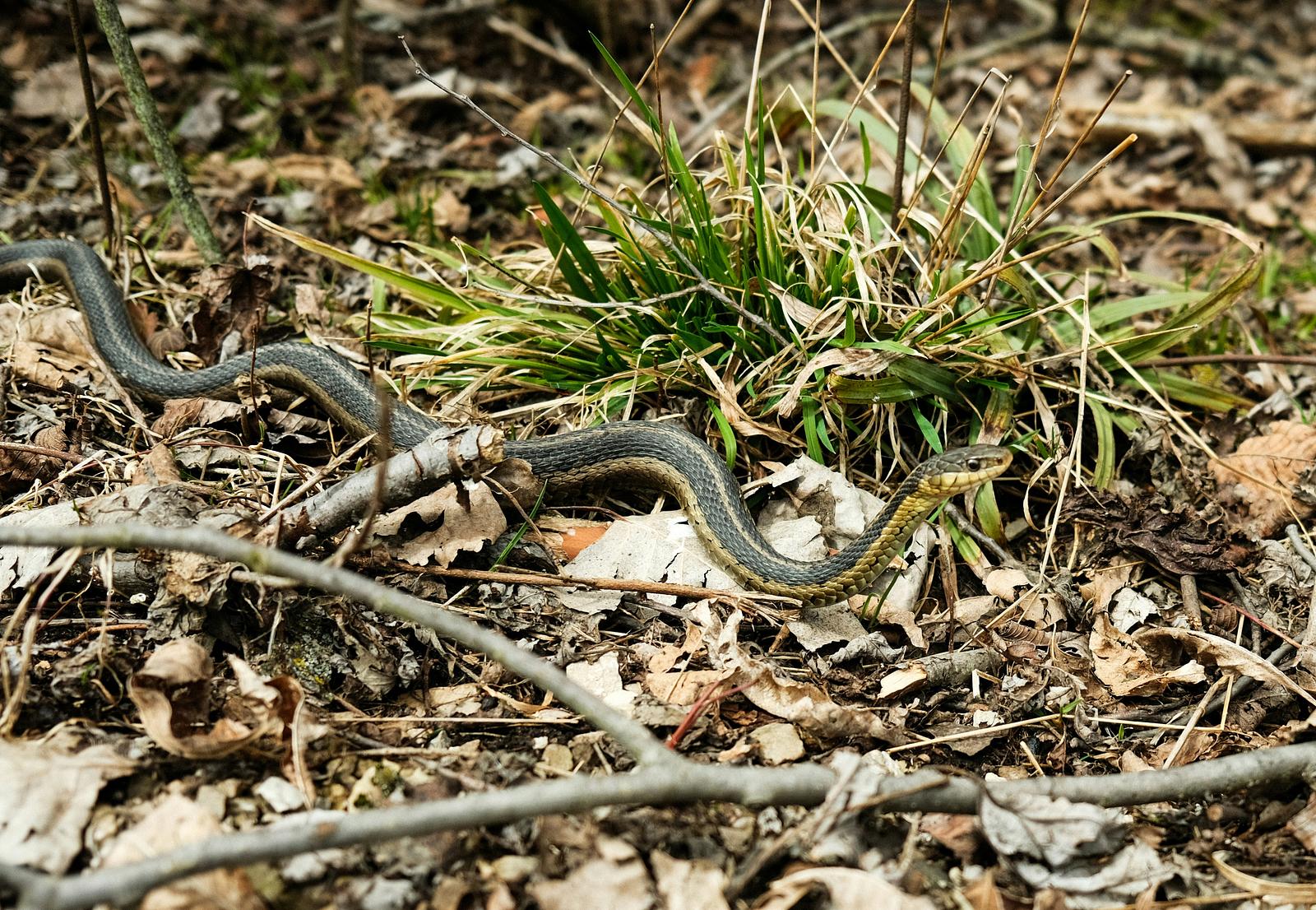 A snake in grass